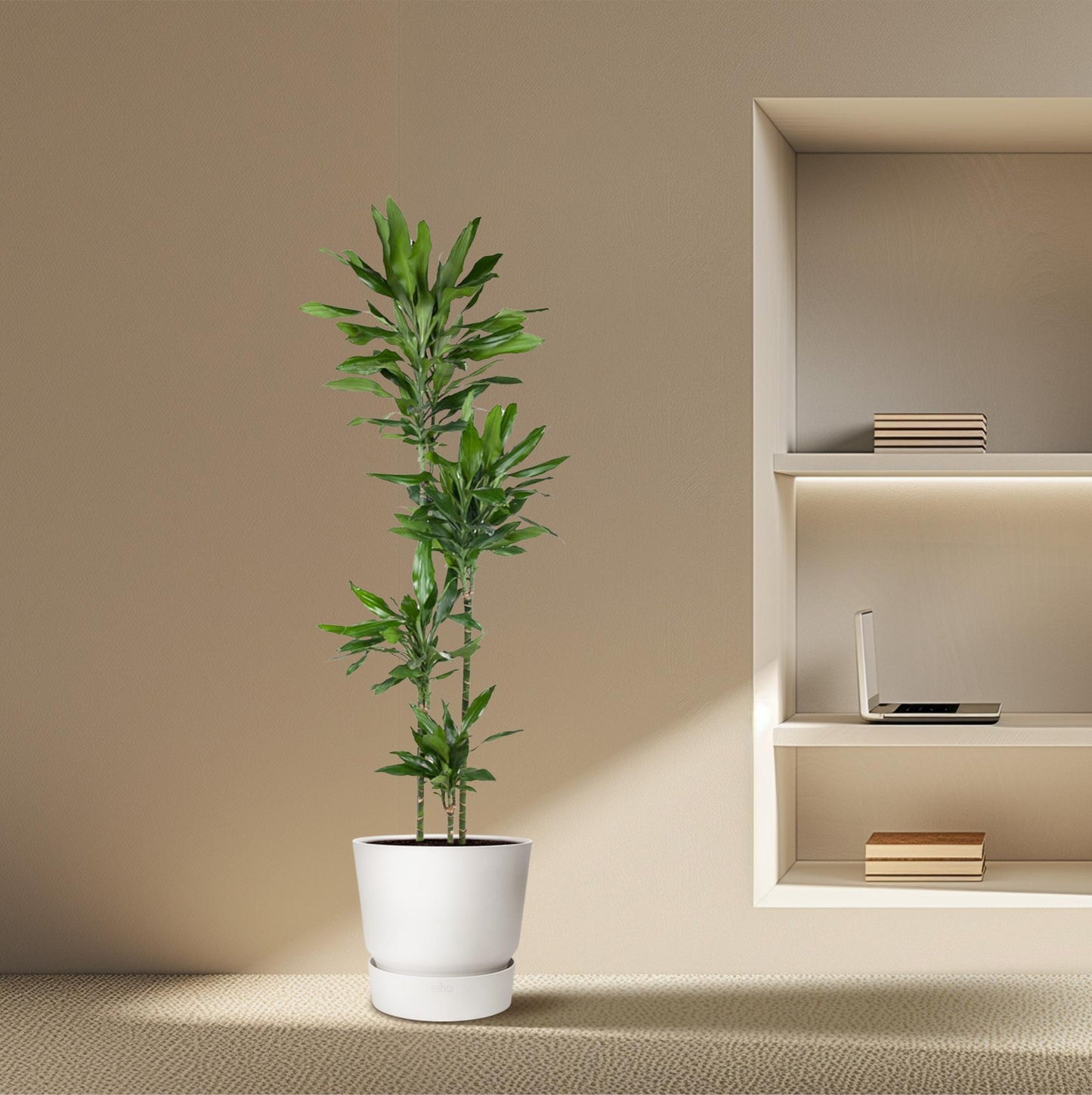 Dracaena Janet Lind – 180 cm – pflegeleichte XXL-Palme