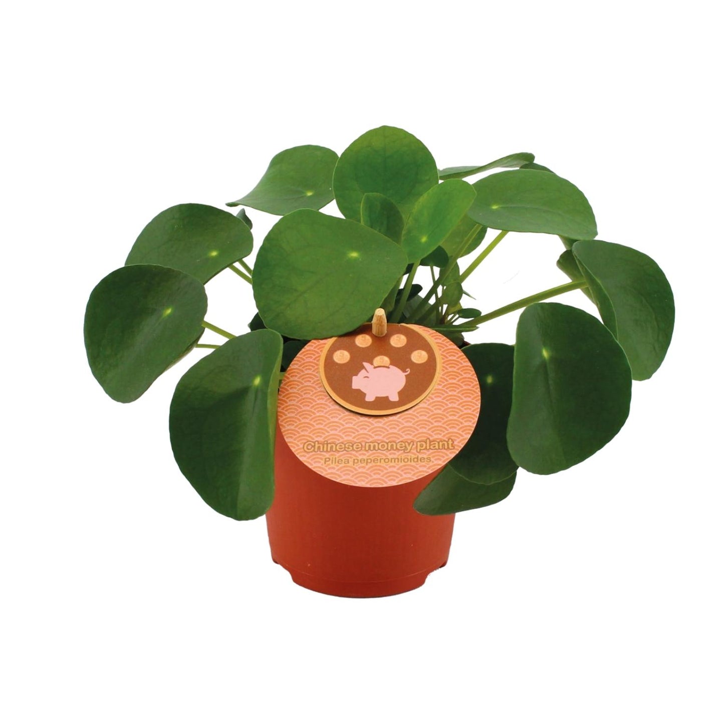 Pilea Peperomioides – kompakte, pflegeleichte Zimmerpflanze Ø11cm