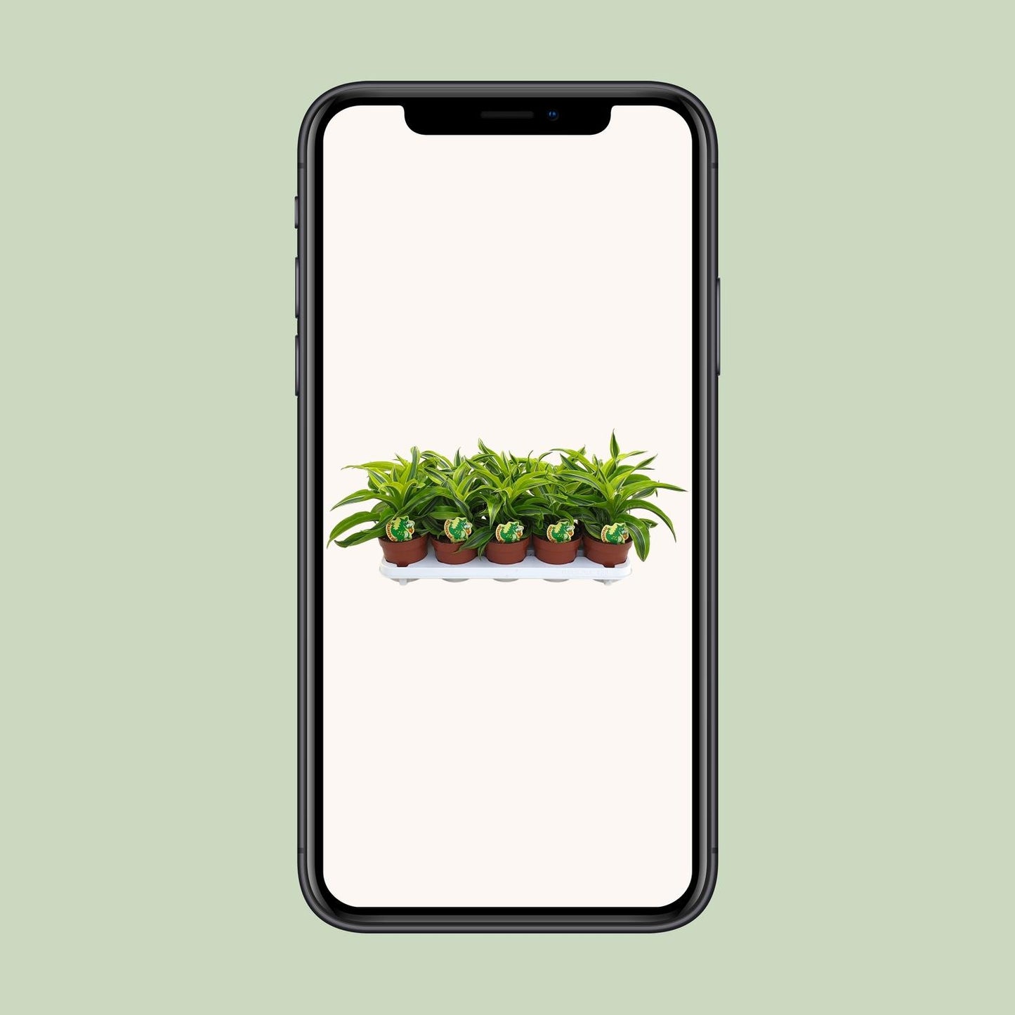 Dracaena Lemon Surprise – Pflegeleichte Zierpflanze Ø12cm