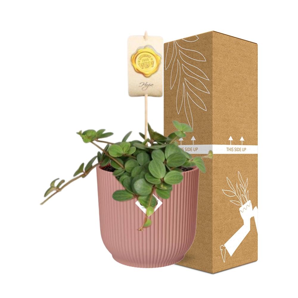 Peperomia ‘Hope’ im ELHO Vibes Fold Topf 14cm rosa