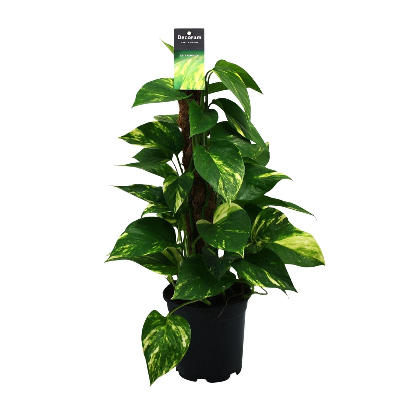 Scindapsus (Epipremnum) – pflegeleichte Zimmerpflanze Ø15cm