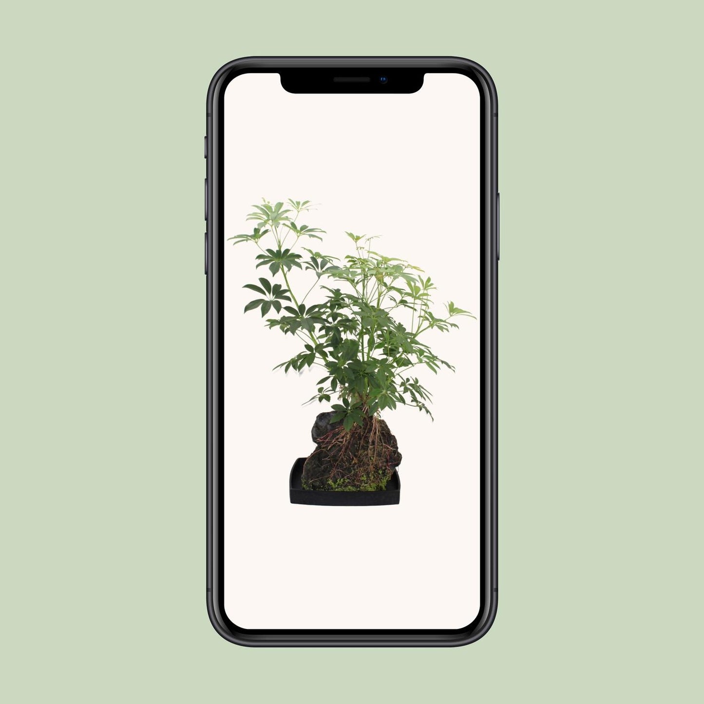 Schefflera Arboricola – Pflegeleichter Schirmbaum Ø40cm, 80cm hoch