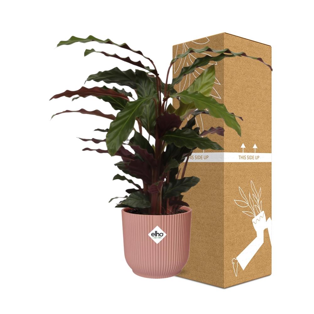 Calathea Rufibarba ‘Tropistar’ in ELHO Vibes Fold 14cm rosa