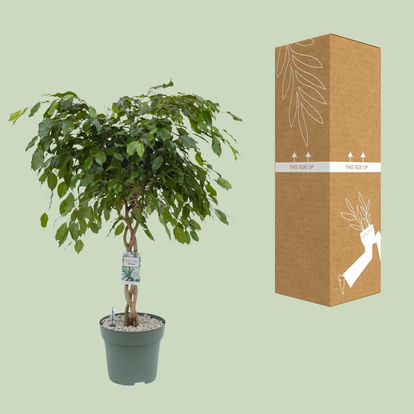 Ficus Adora / Exotica – Pflegeleichter Luftreiniger Ø27cm, 120cm