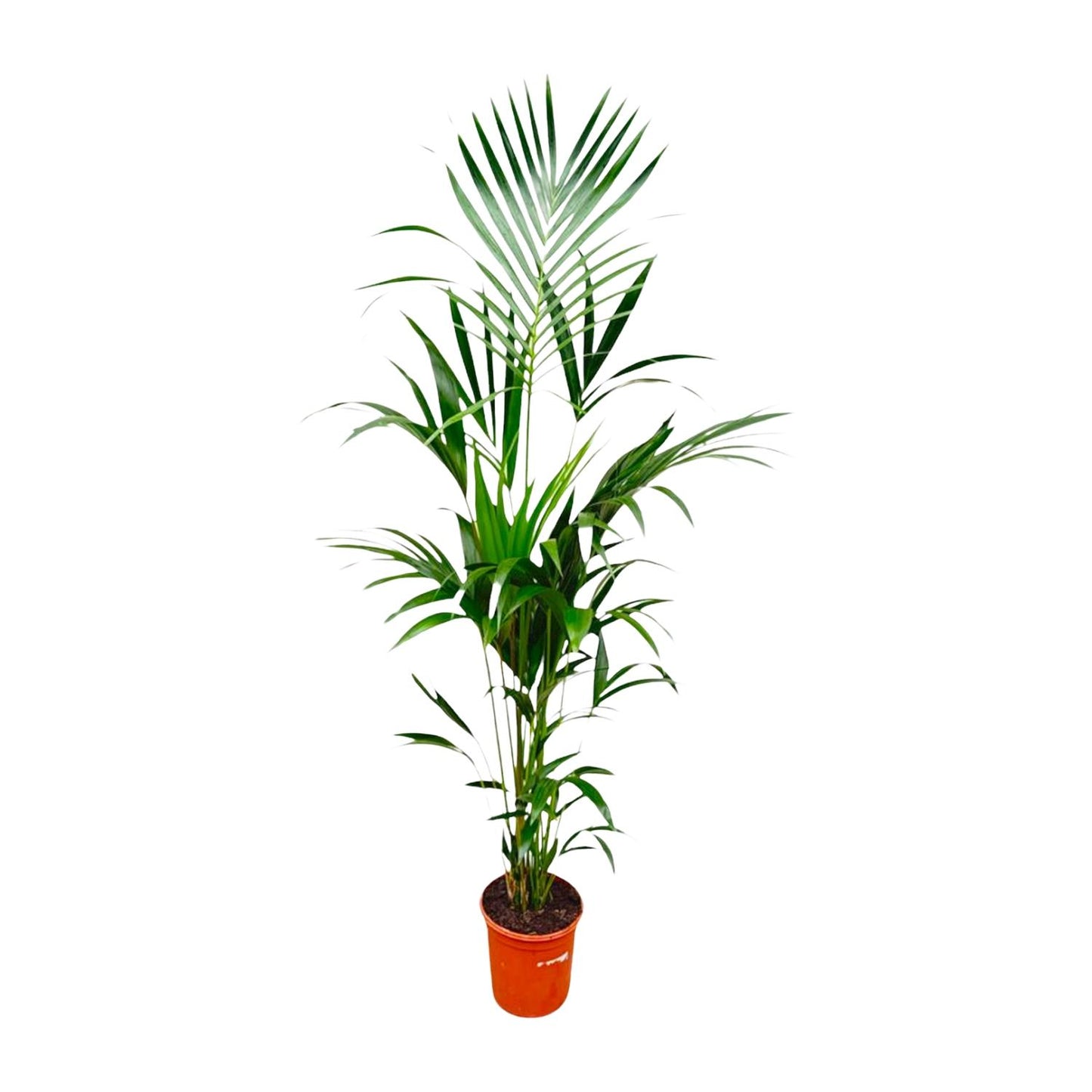 Kentia-Palme – 180 cm – pflegeleicht & elegant