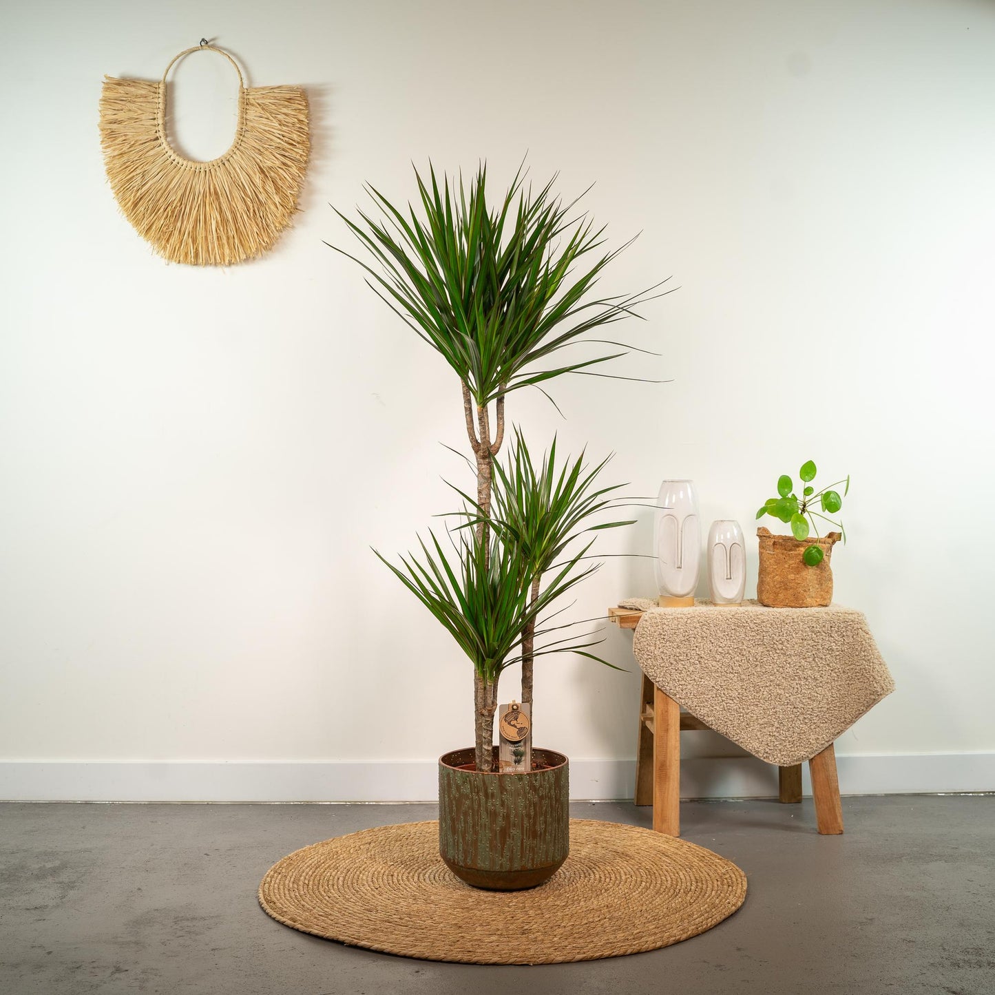 Dracaena Marginata – Pflegleichter Drachenbaum Ø21cm, 120cm hoch