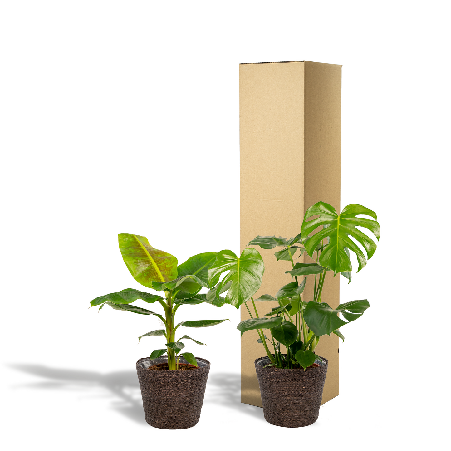 Monstera Deliciosa & Musa Dwarf Cavendish im Korb Ø21cm