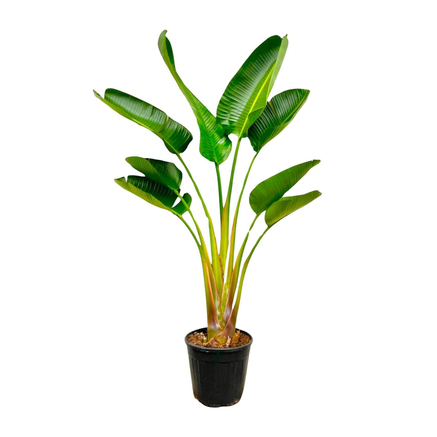 Strelitzia Augusta – Weißer Paradiesvogel XXL-Pflanze
