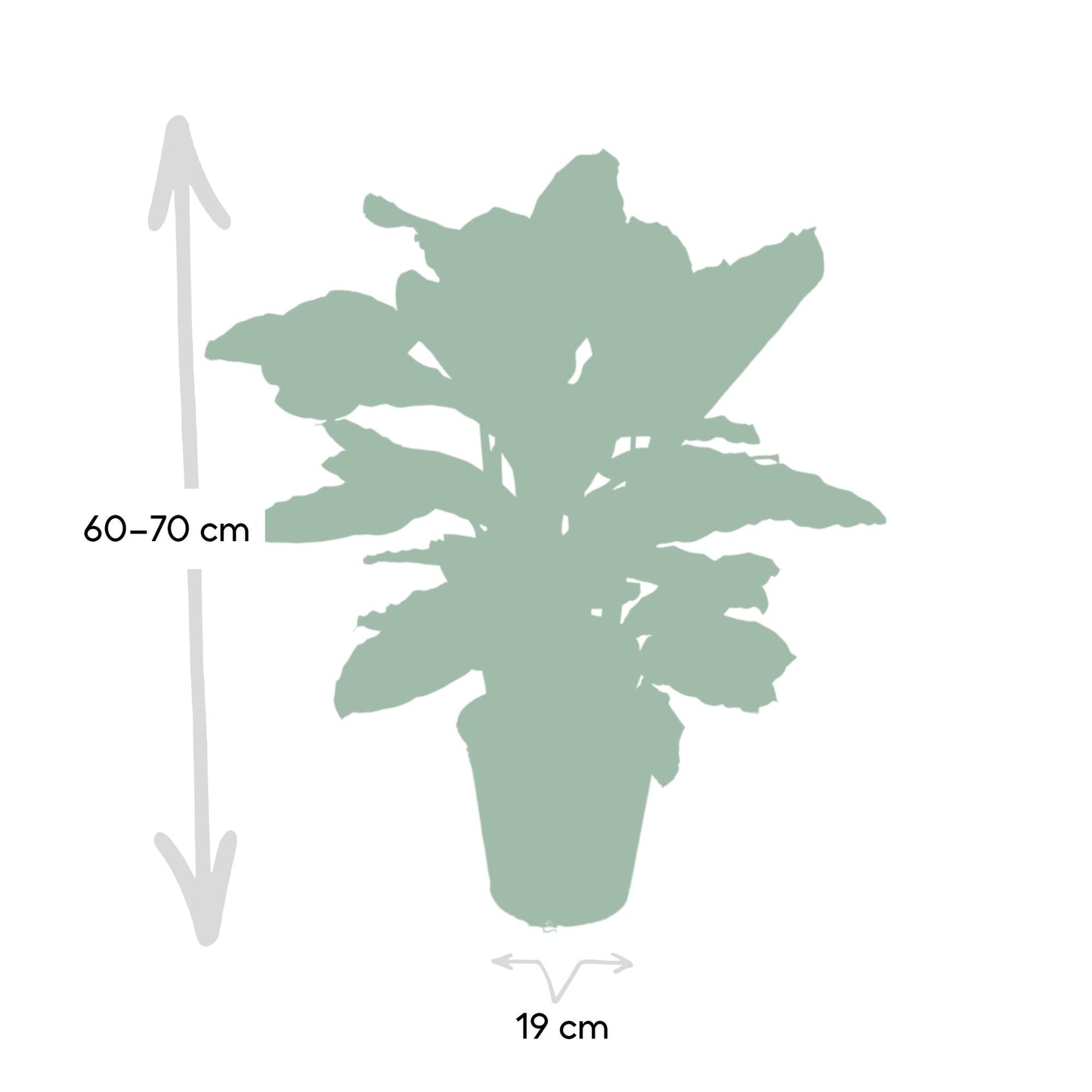 Calathea Zebrina – Pfauenpflanze Ø19cm, ca. 80cm hoch
