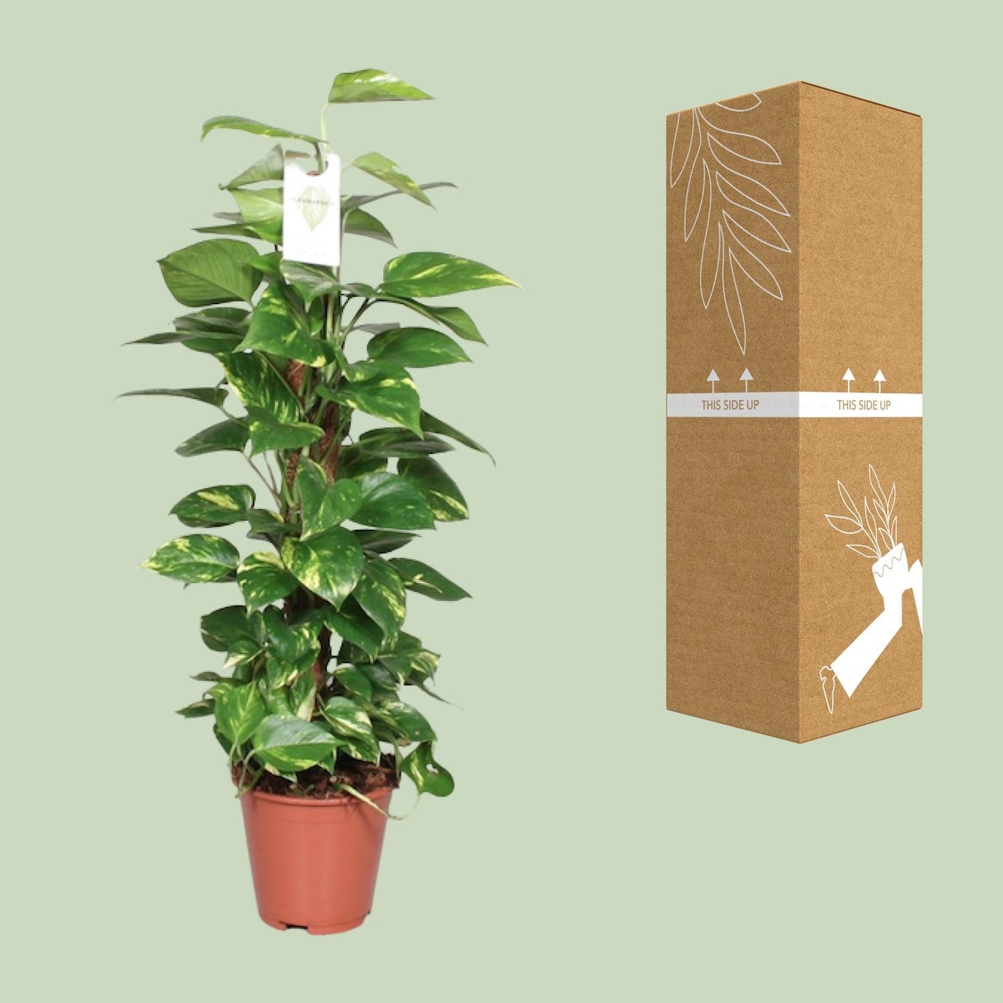 Epipremnum Pinnatum Mosstok 80cm – Goldene Efeutute