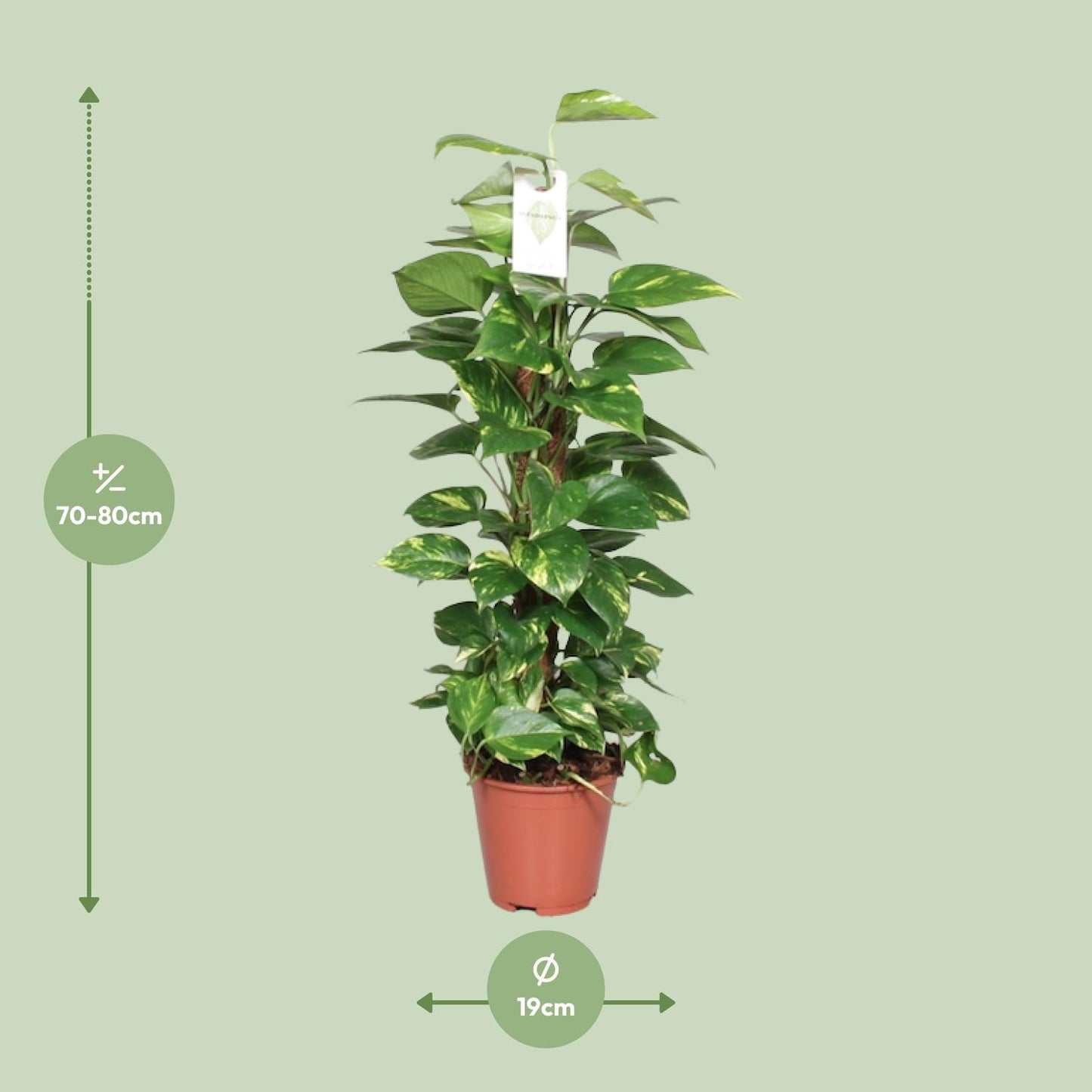Epipremnum Pinnatum Mosstok 80cm – Goldene Efeutute