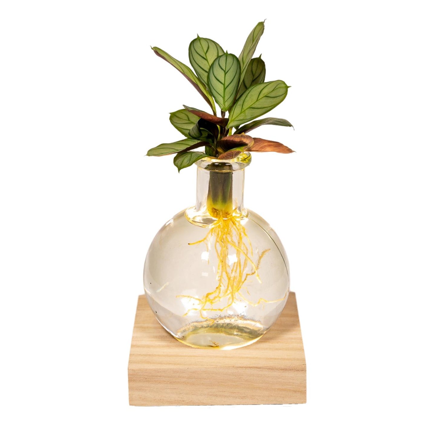 Calathea Hydroponik mit LED-Beleuchtung Ø12cm