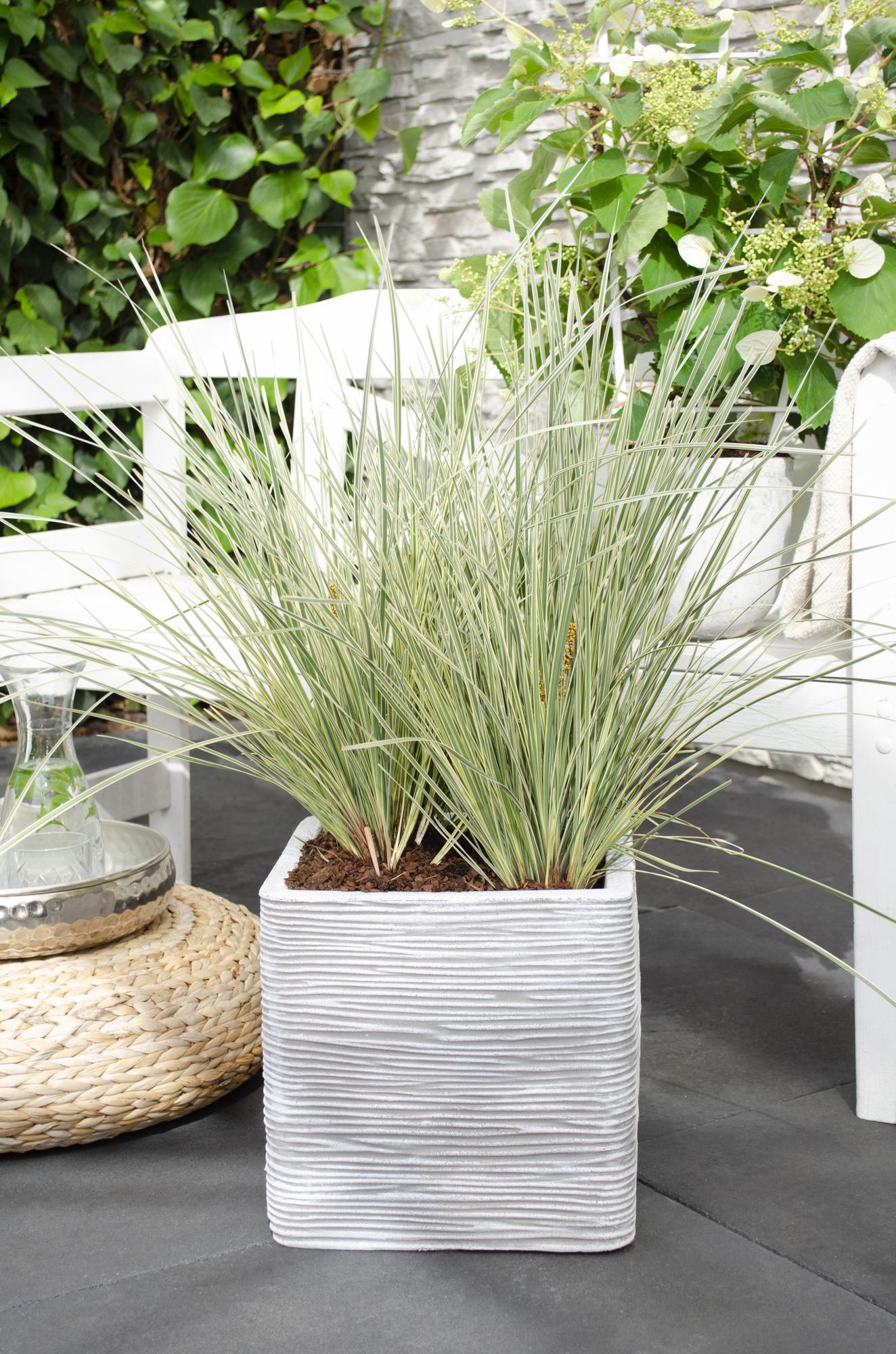 Lomandra longifolia 'White Sands' – pflegeleichte Terrassenpflanze Ø19cm