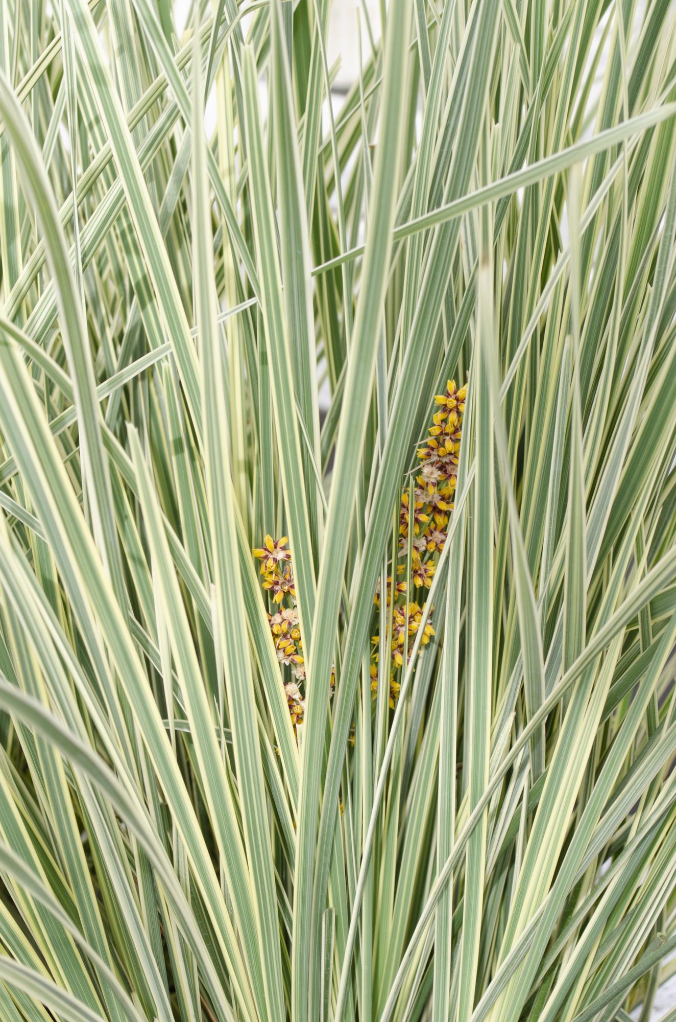 Lomandra longifolia 'White Sands' – pflegeleichte Terrassenpflanze Ø19cm
