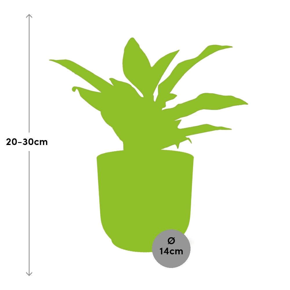 Aglaonema Crete – Pflegeleichte Zimmerpflanze im ELHO Vibes Fold Topf 14cm