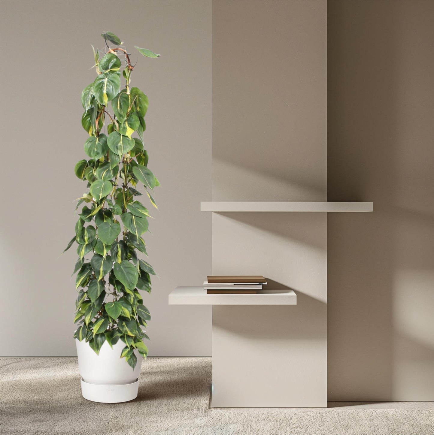 Philodendron Scandens Brasil – 160 cm, ø27 cm, pflegeleicht