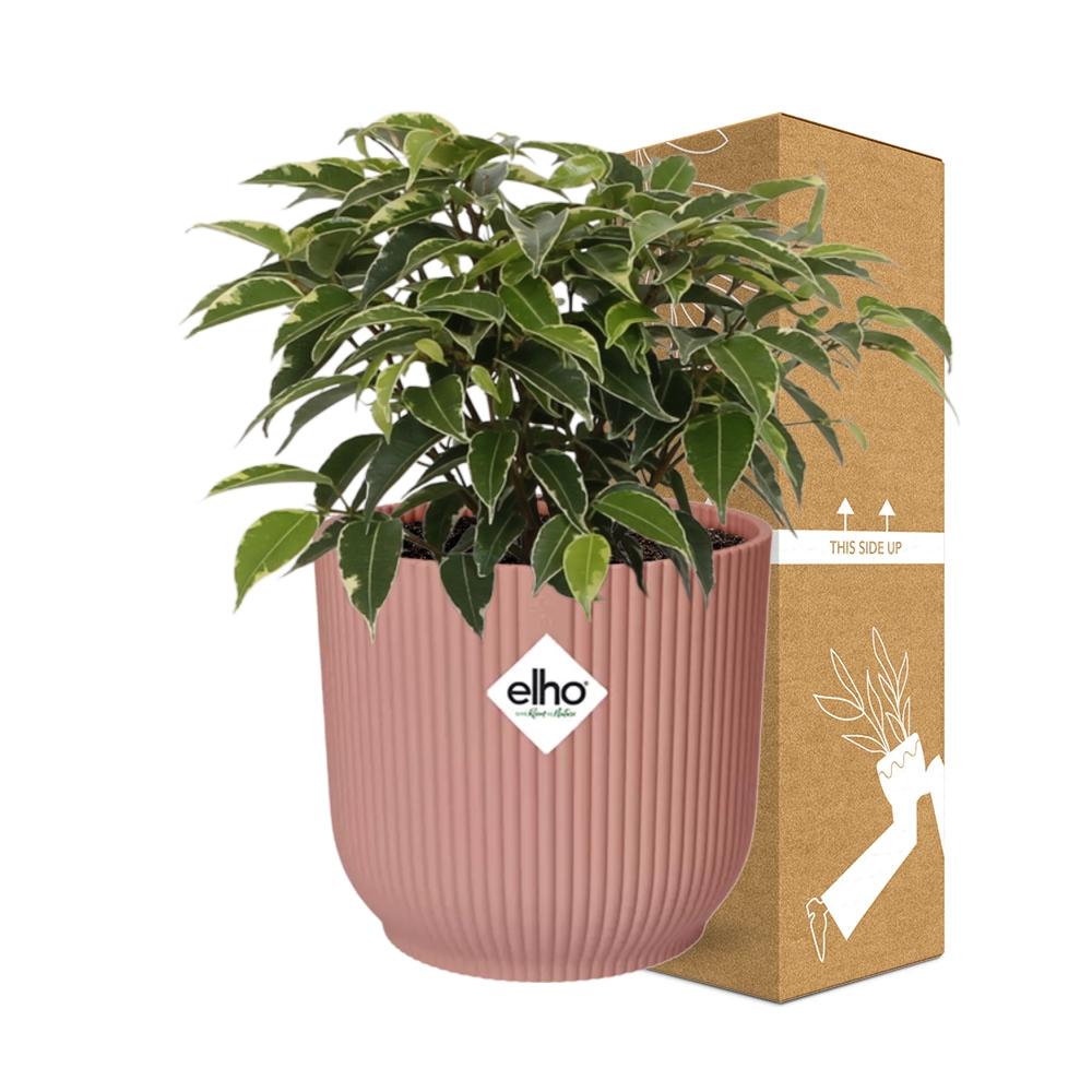 Ficus Benjamina Kinky im ELHO Vibes Fold 14cm Topf rosa