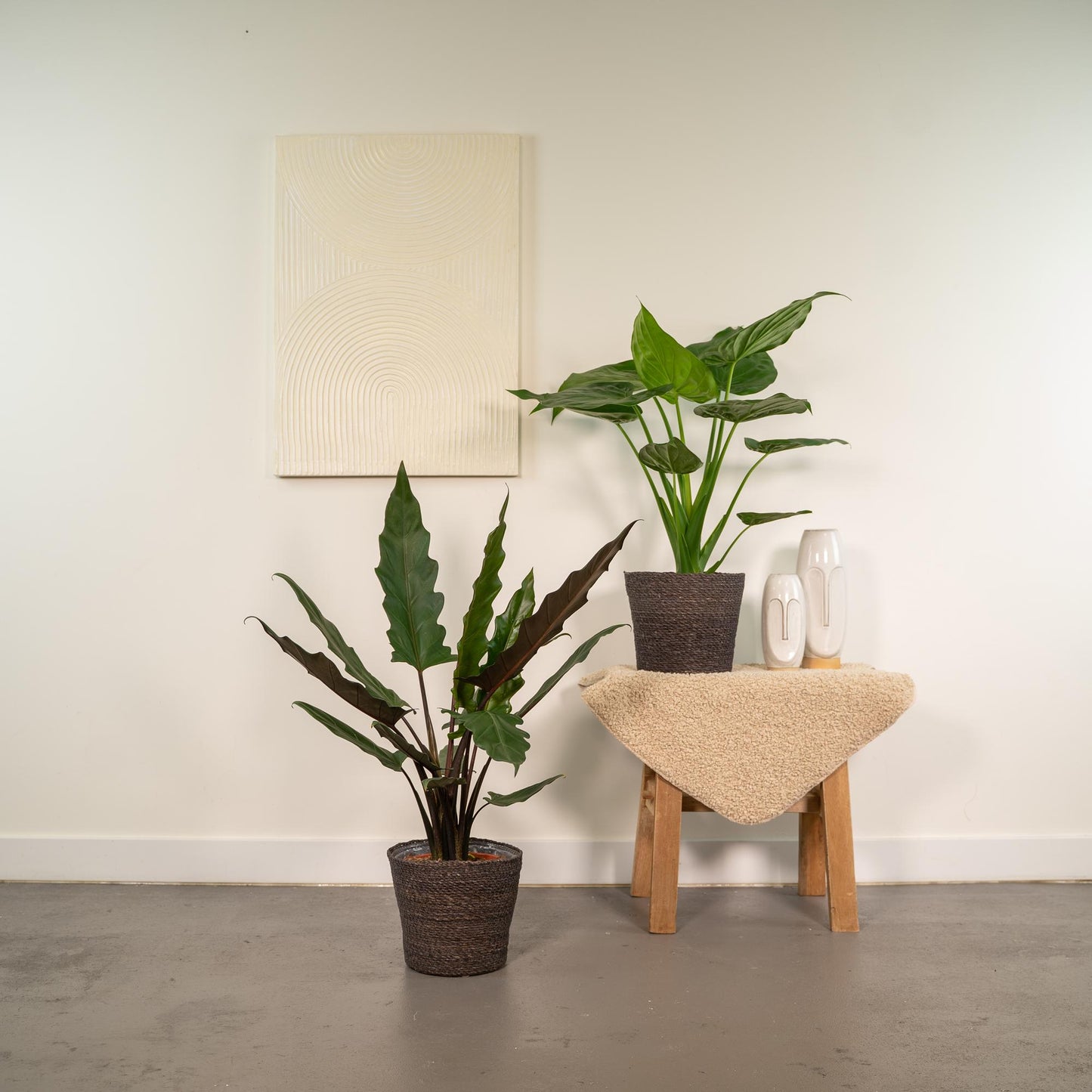 Alocasia Cucullata & Lauterbachiana im Korb Ø19cm Set