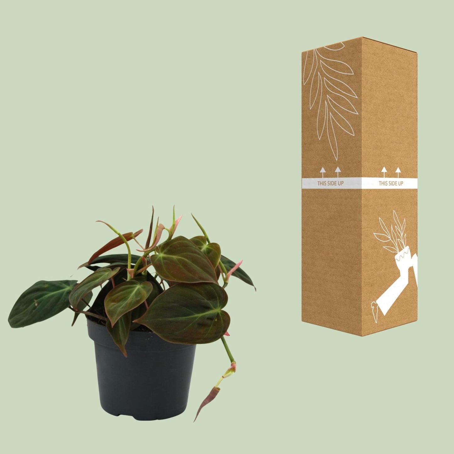 Philodendron Micans – Pflegeleichte & elegante Zimmerpflanze Ø12cm