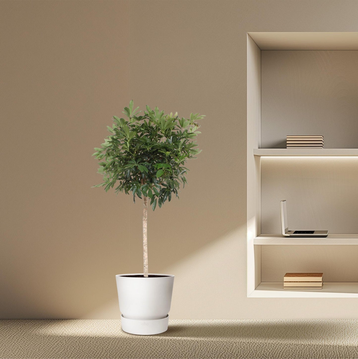 Schefflera Arboricola Compacta – Große, pflegeleichte Zimmerpflanze