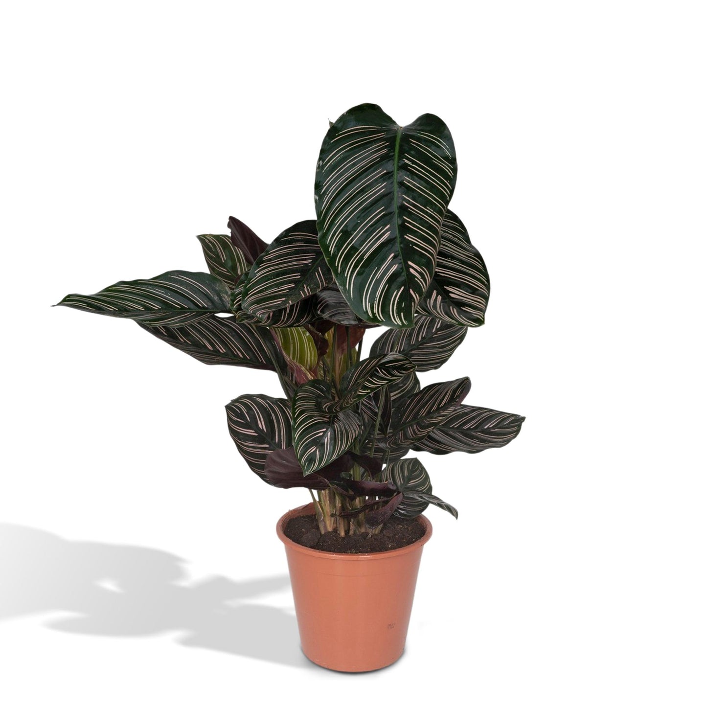 Calathea Ornata – Elegante Zimmerpflanze Ø19cm