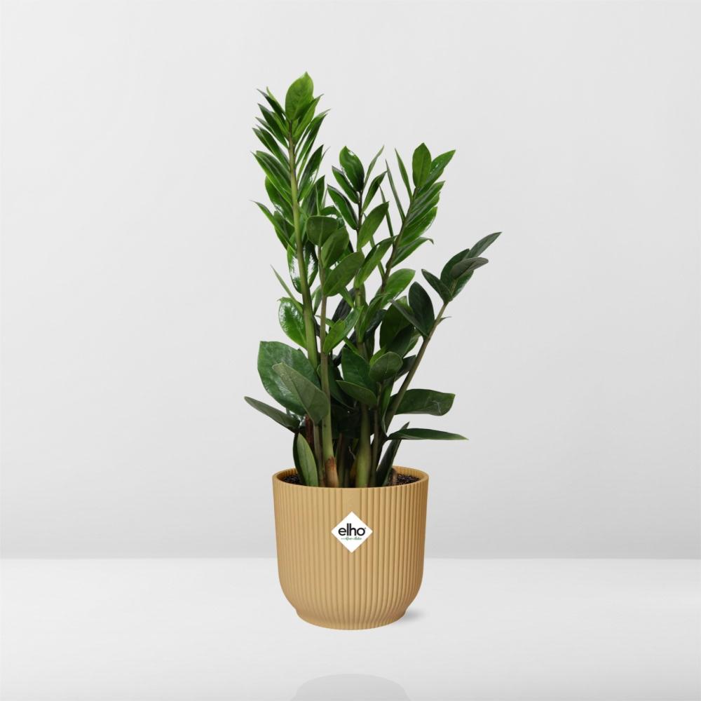 Zamioculcas – Pflegeleichte ZZ-Pflanze im ELHO Vibes Fold Topf