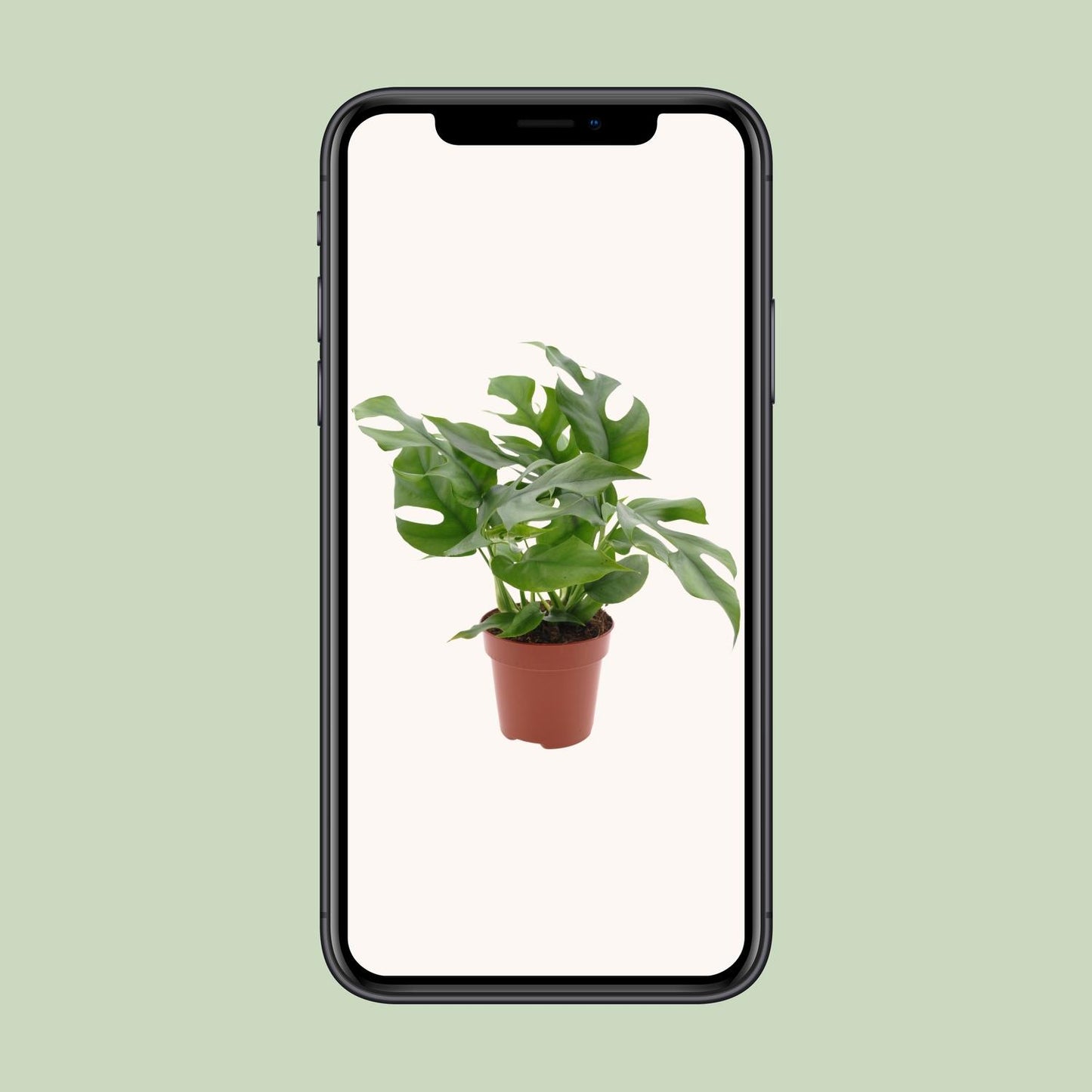 Monstera Minima – Pflegeleichte Schweizer Käse Pflanze Ø12cm