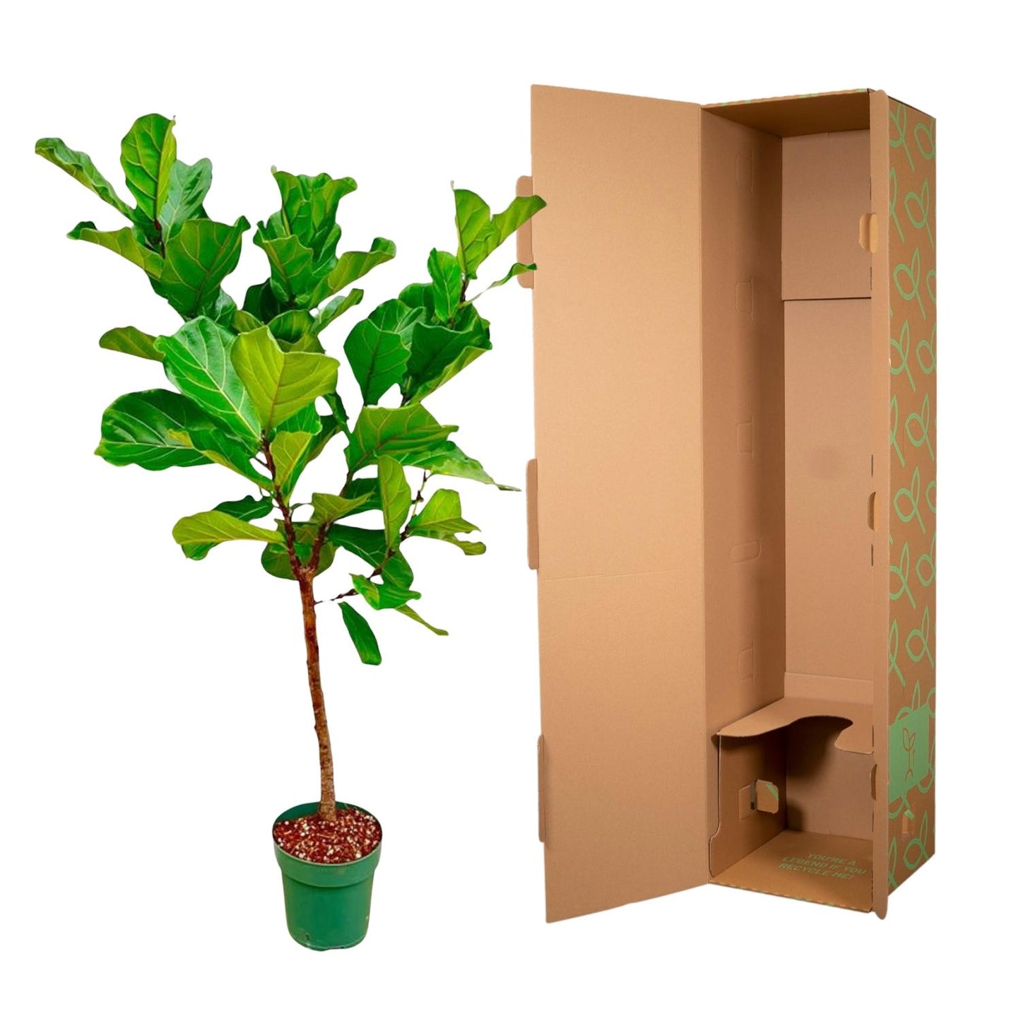 Ficus Lyrata Stamm – 170 cm – Ø 30 cm