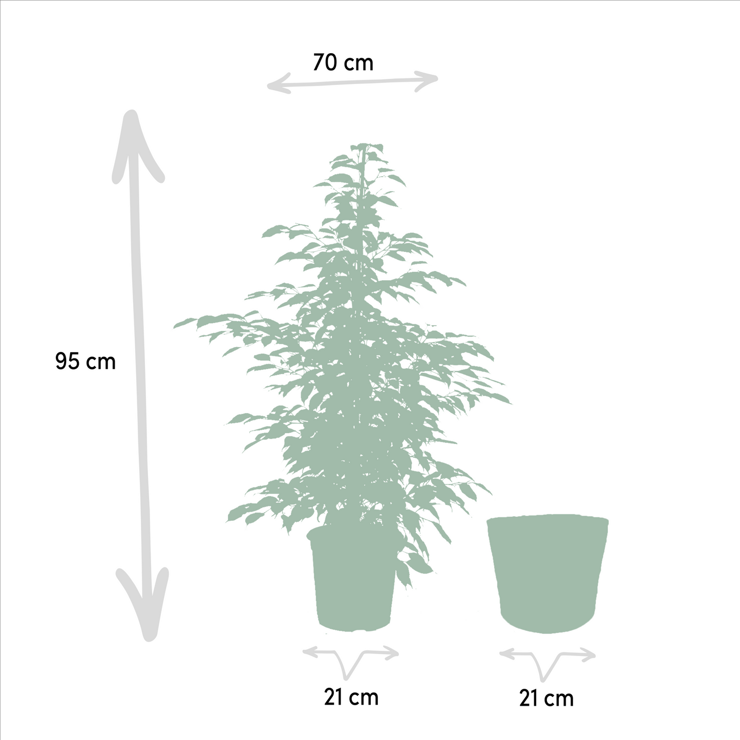 Ficus benjamina Twilight – Ø21cm, 95cm hoch mit Korb Selin