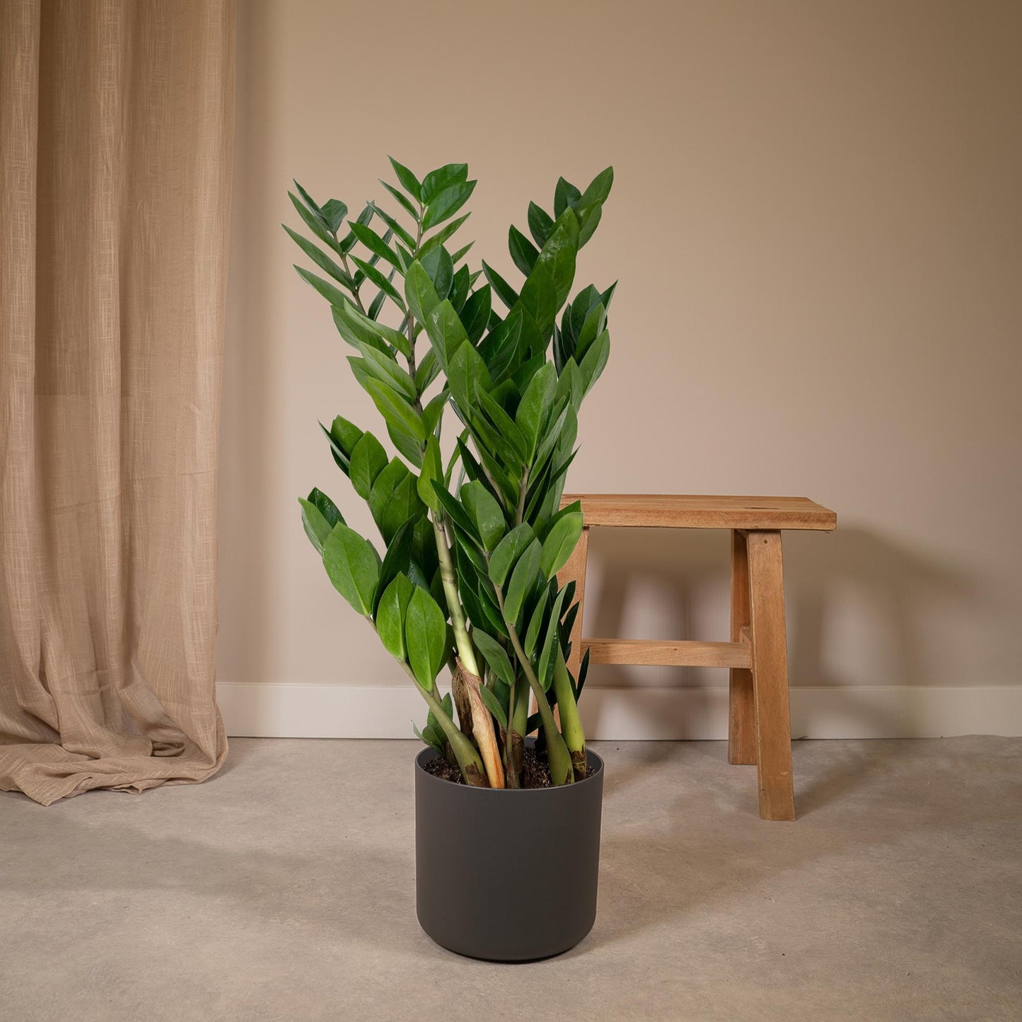 Zamioculcas Zamiifolia – Pflegeleichte Zimmerpflanze Ø17cm