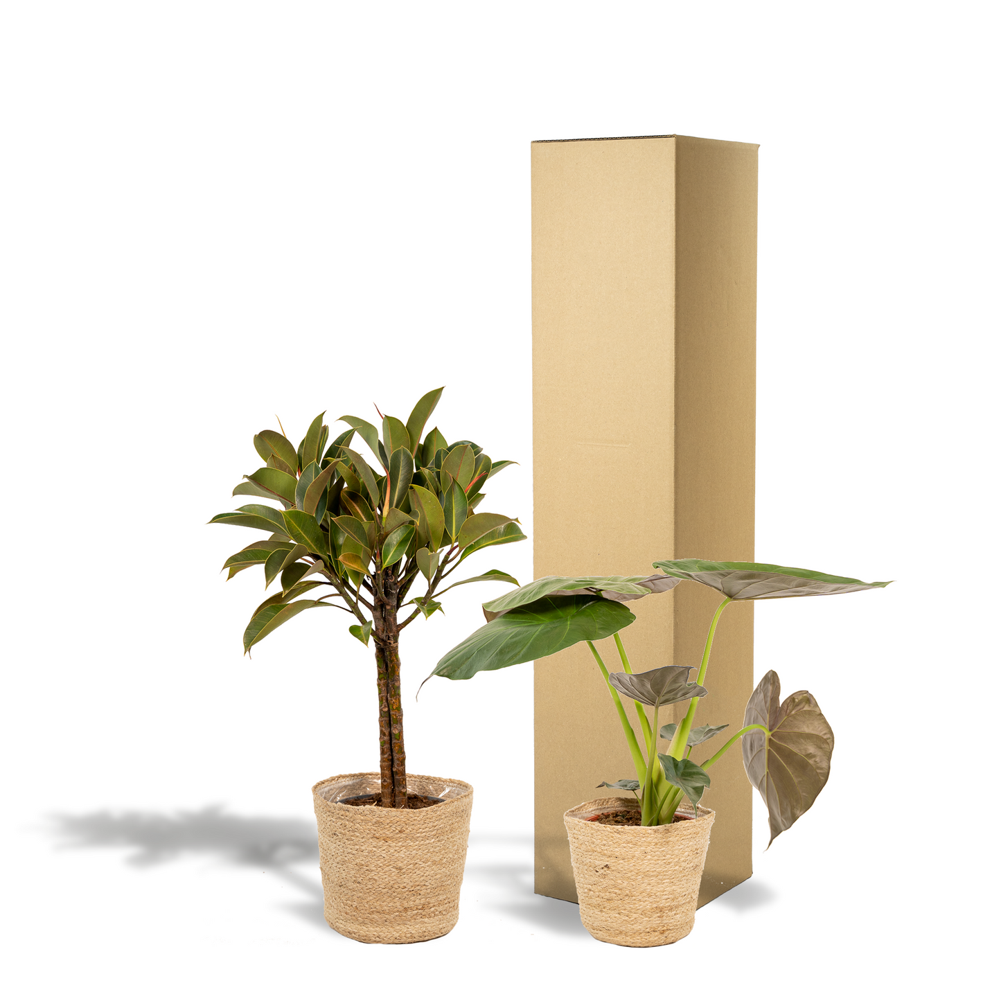 Ficus Elastica Melany & Alocasia Wentii im Korb Ø21cm/Ø19cm