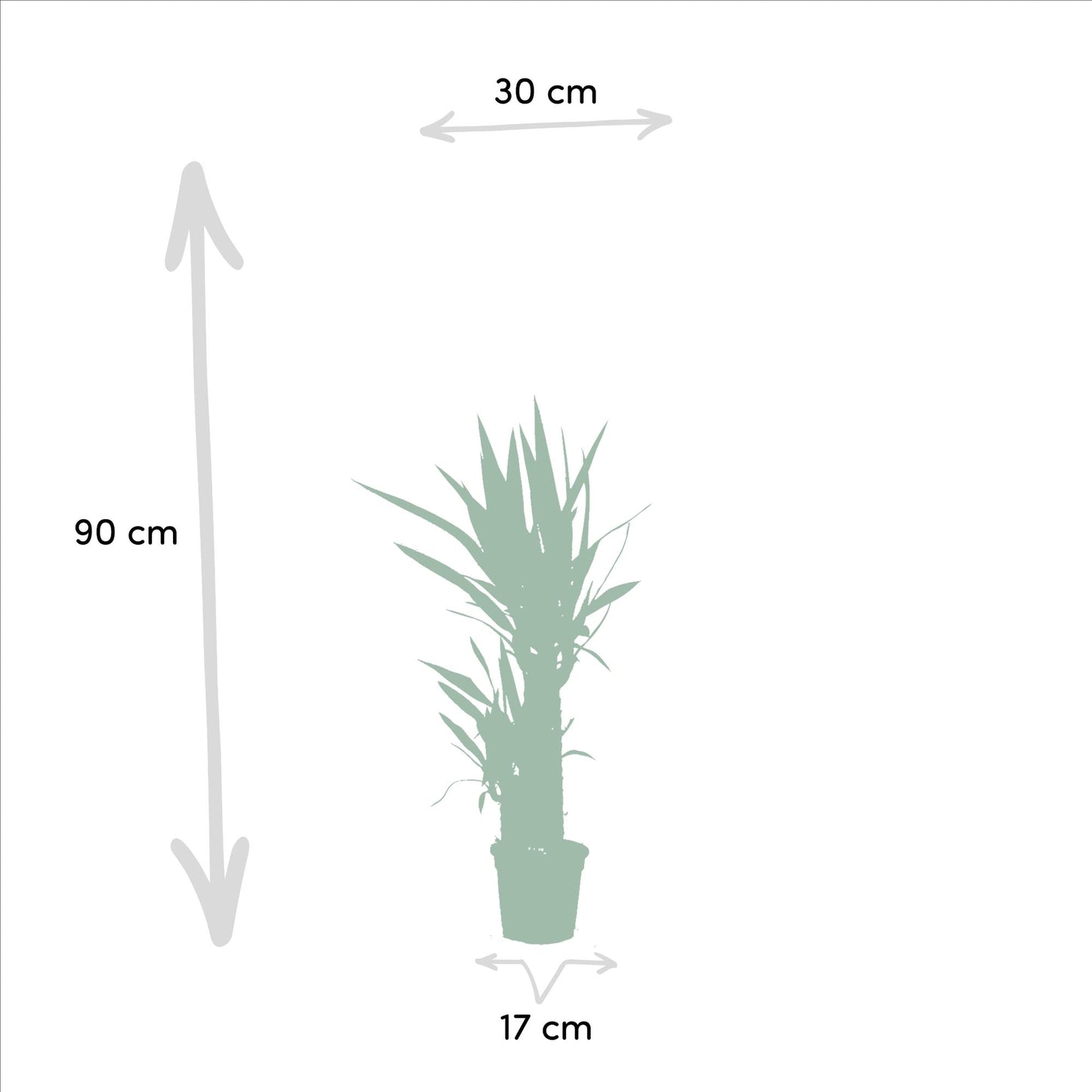 2x Yucca Elephantipes – Palmlilie, 90 cm, Ø17 cm