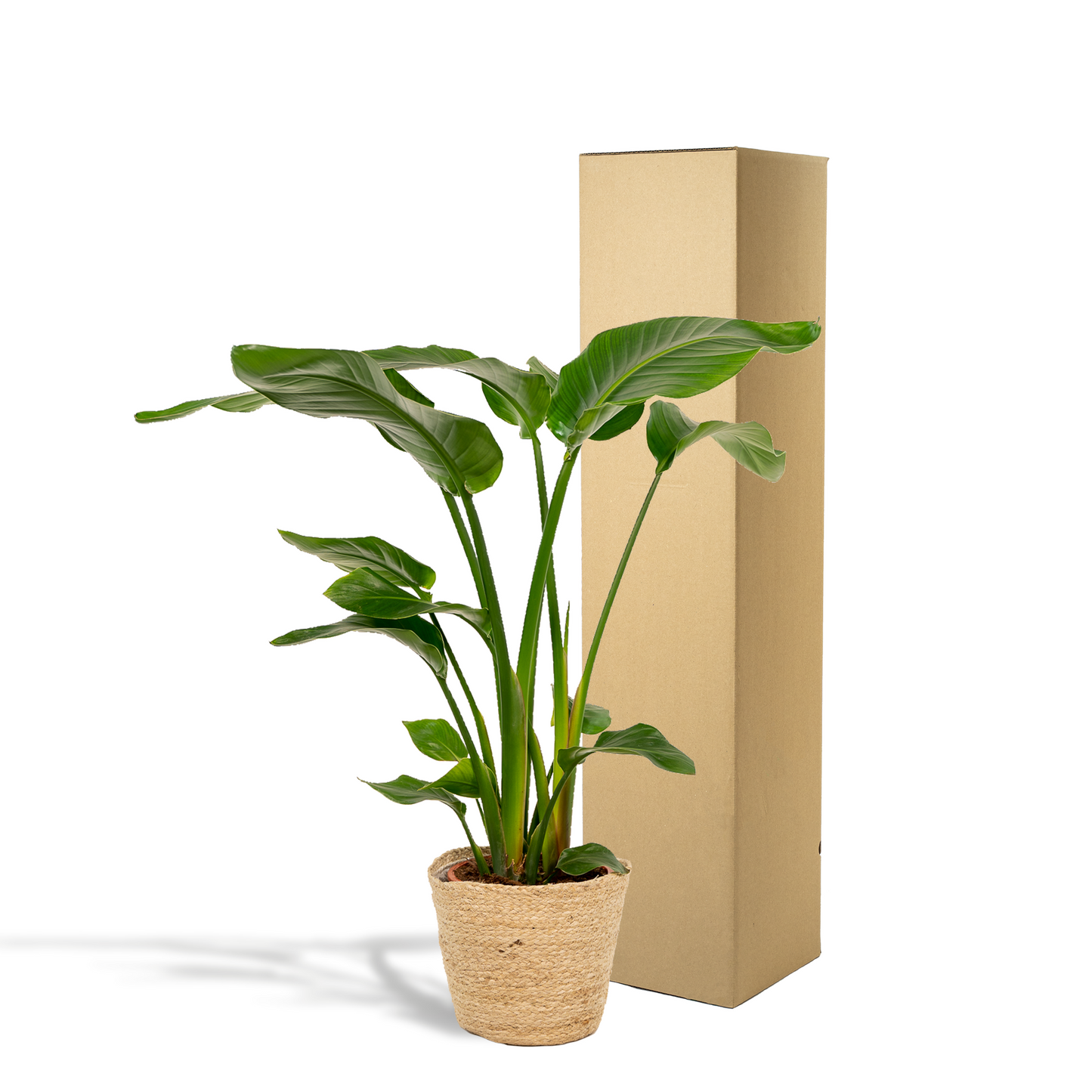 Strelitzia Nicolai Ø19cm – XXL Zimmerpflanze mit Korb Selin