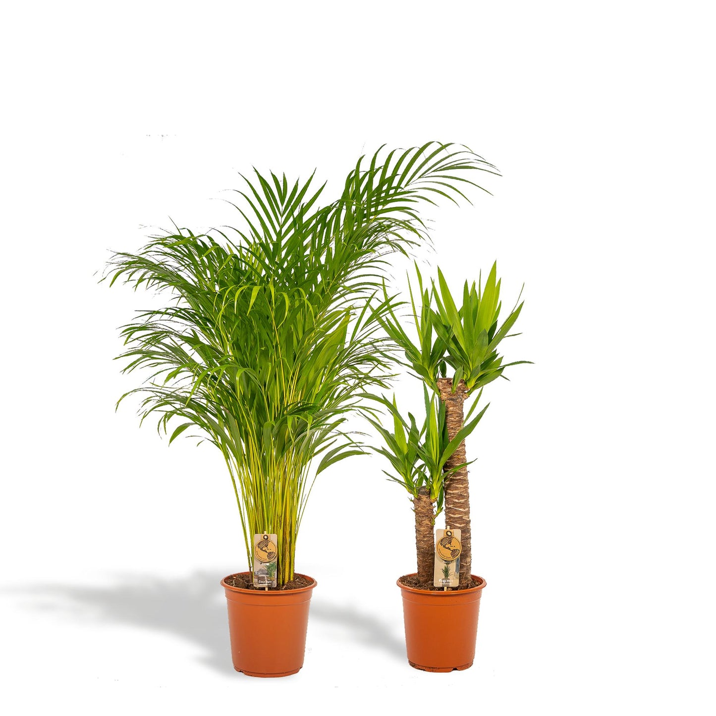 Set Areca Palme & Yucca Palmlilie – XXL Zimmerpflanzen