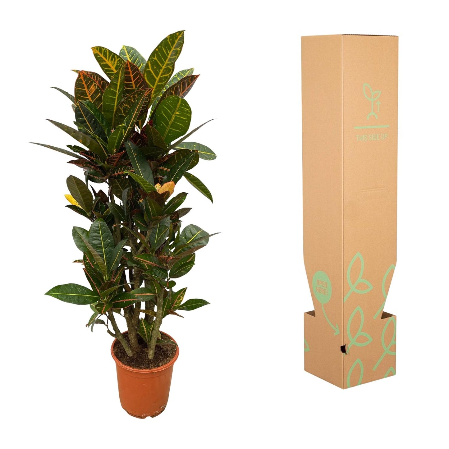 Codiaeum Petra (Croton) vertakt – 100 cm, Ø 21 cm