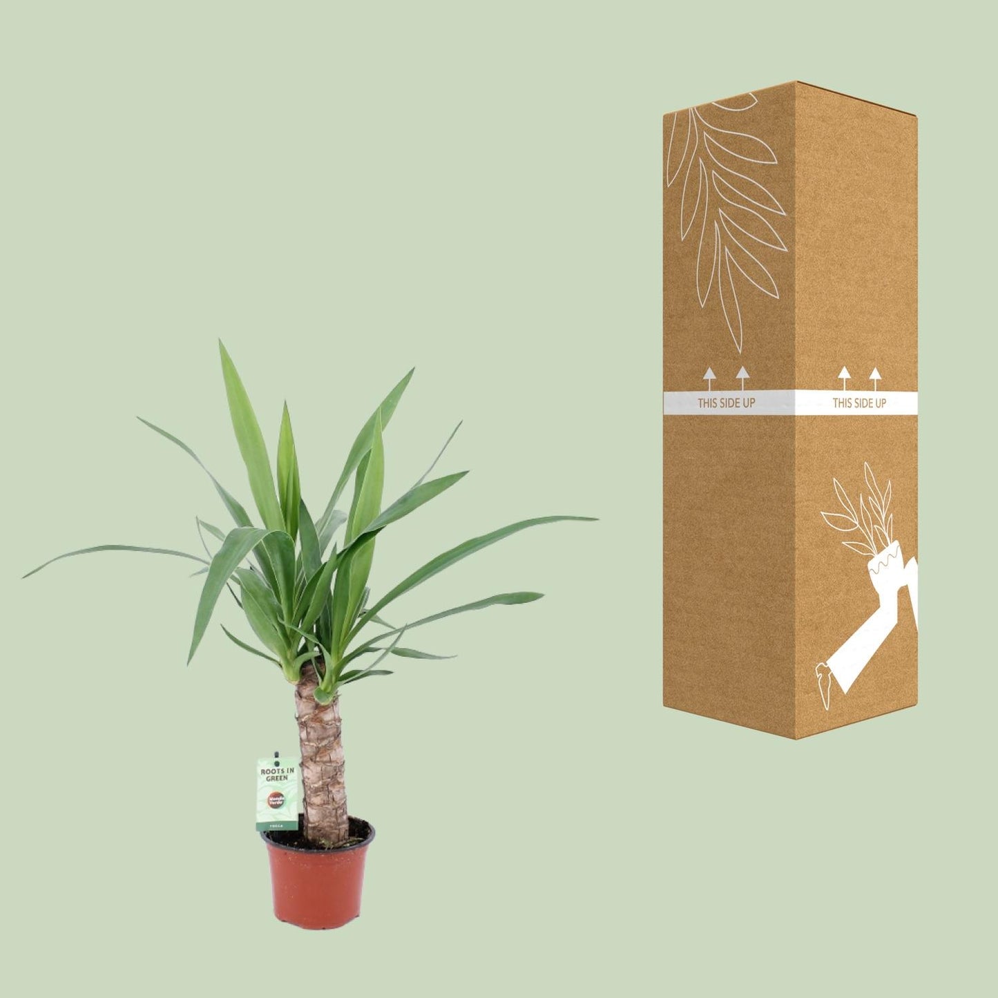 Yucca-Pflanze Ø12cm – Pflegeleicht & Stylisch