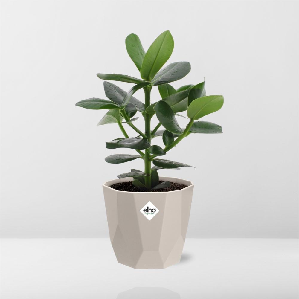 Clusia Princess – Autographenbaum in ELHO b.for rock 14 cm warm grey