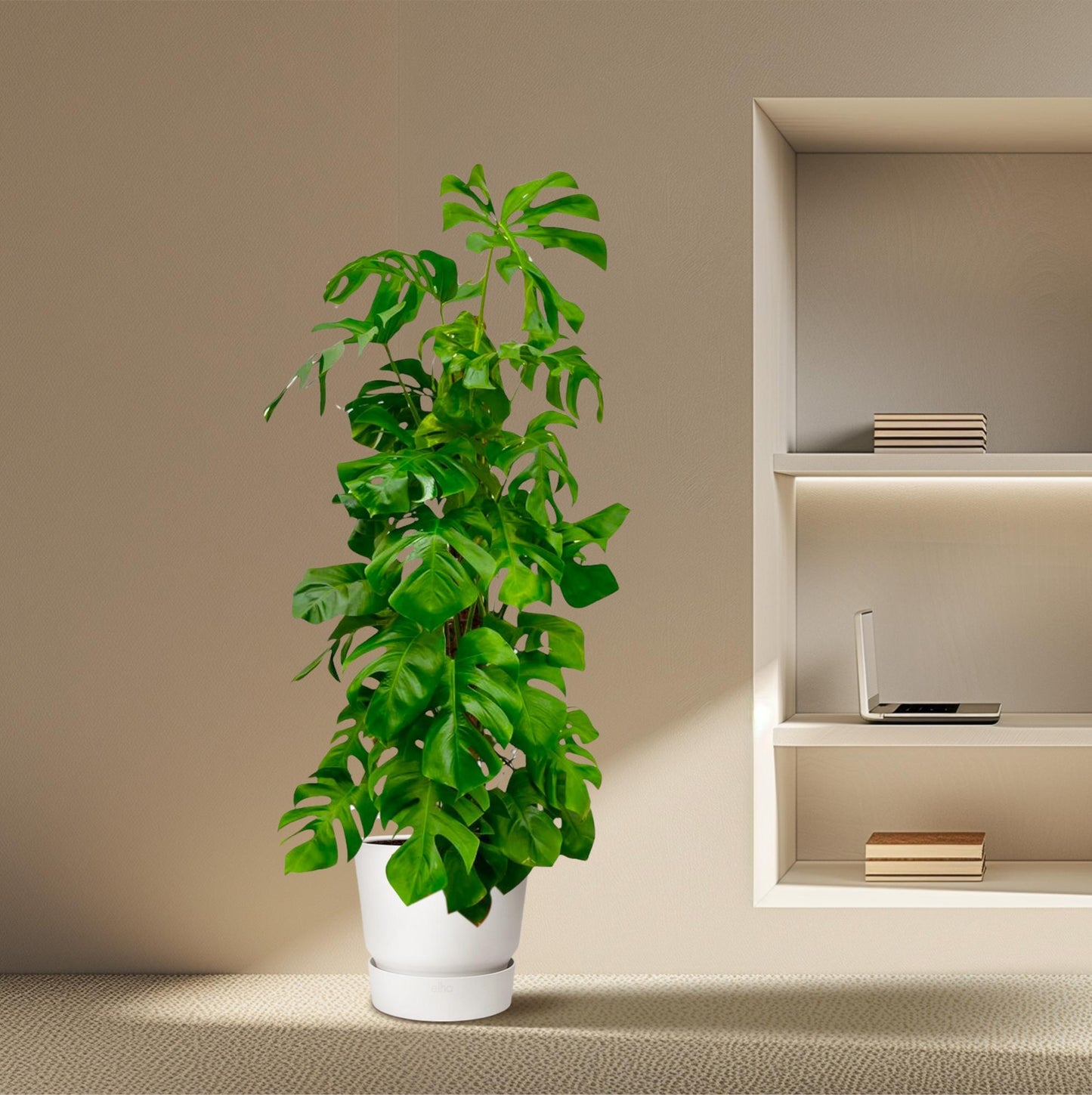 Monstera Deliciosa XXL – Pflegeleichte XXL-Grünpflanze