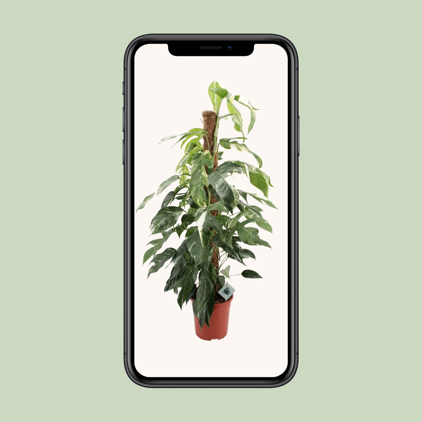 Epipremnum Pinnatum Albo Variegata – pflegeleichte Zimmerpflanze Ø24cm