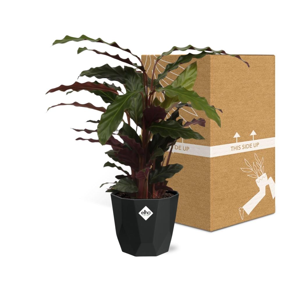 Calathea Rufibarba ‘Tropistar’ – Tropische Zimmerpflanze im schwarzen Topf