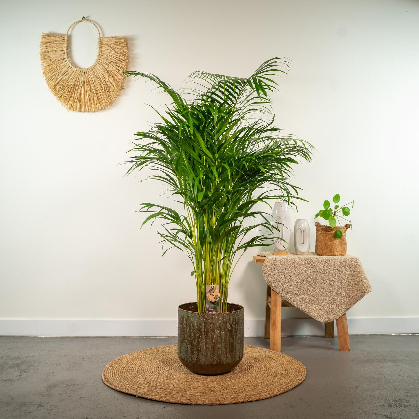 Areca-Palme Ø21cm – Luftreinigende Goldfruchtpalme bis 130cm