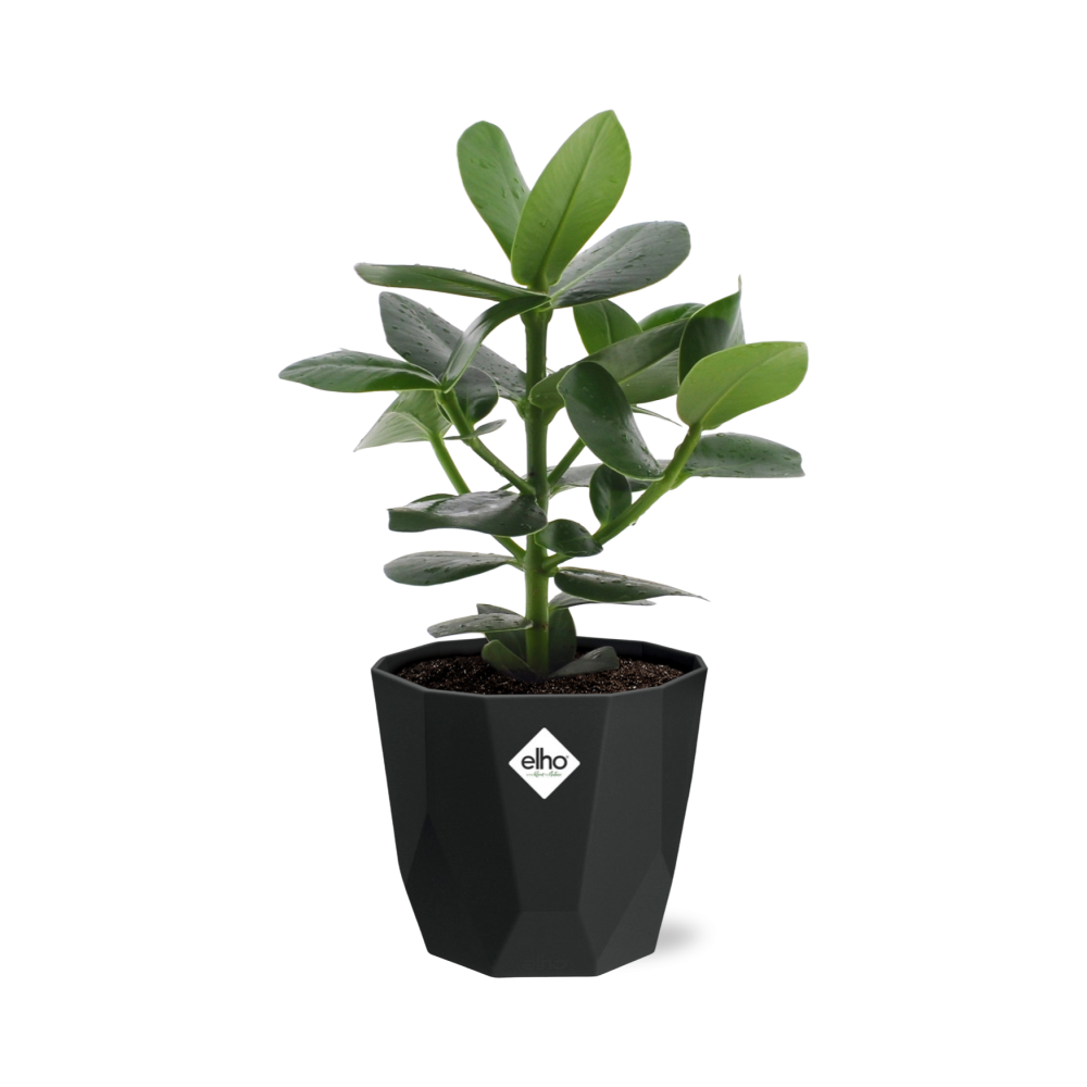 Clusia Princess – Elegante, pflegeleichte Zimmerpflanze 14cm