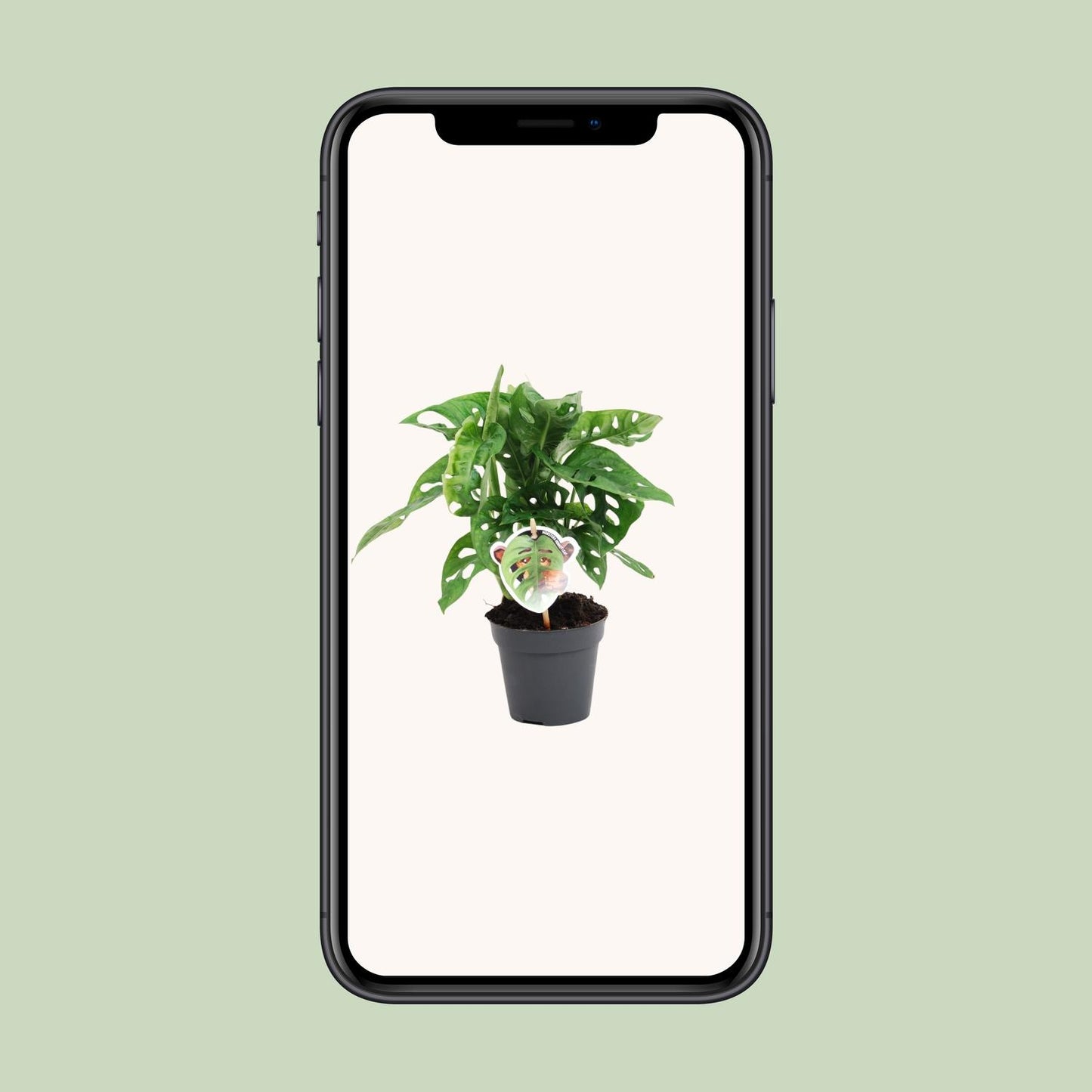 Monstera Monkey Leaf – Pflegeleichte Trendpflanze Ø12cm