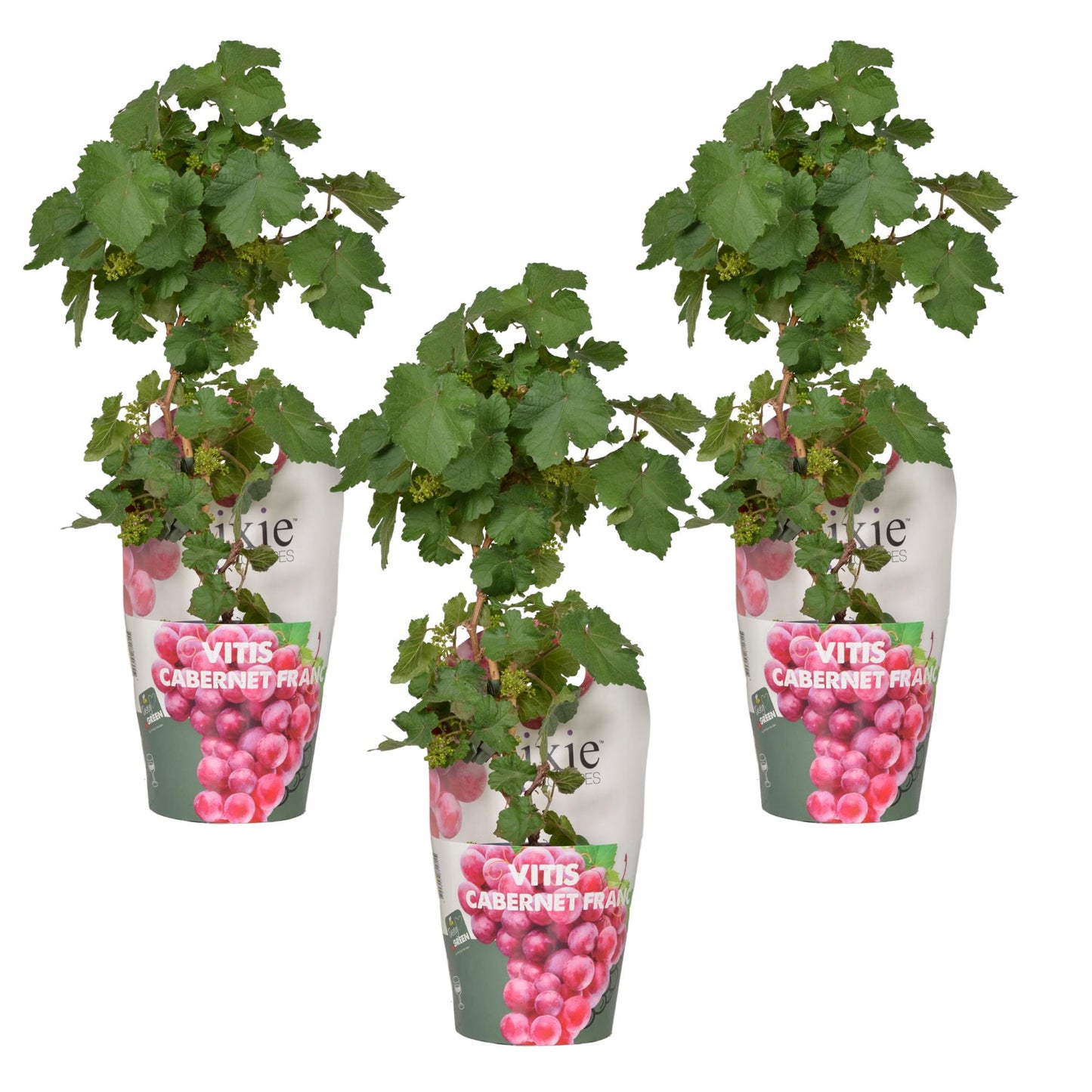 3x Vitis Pixie 'Cabernet Franc' – Zwergtraube Ø14 cm