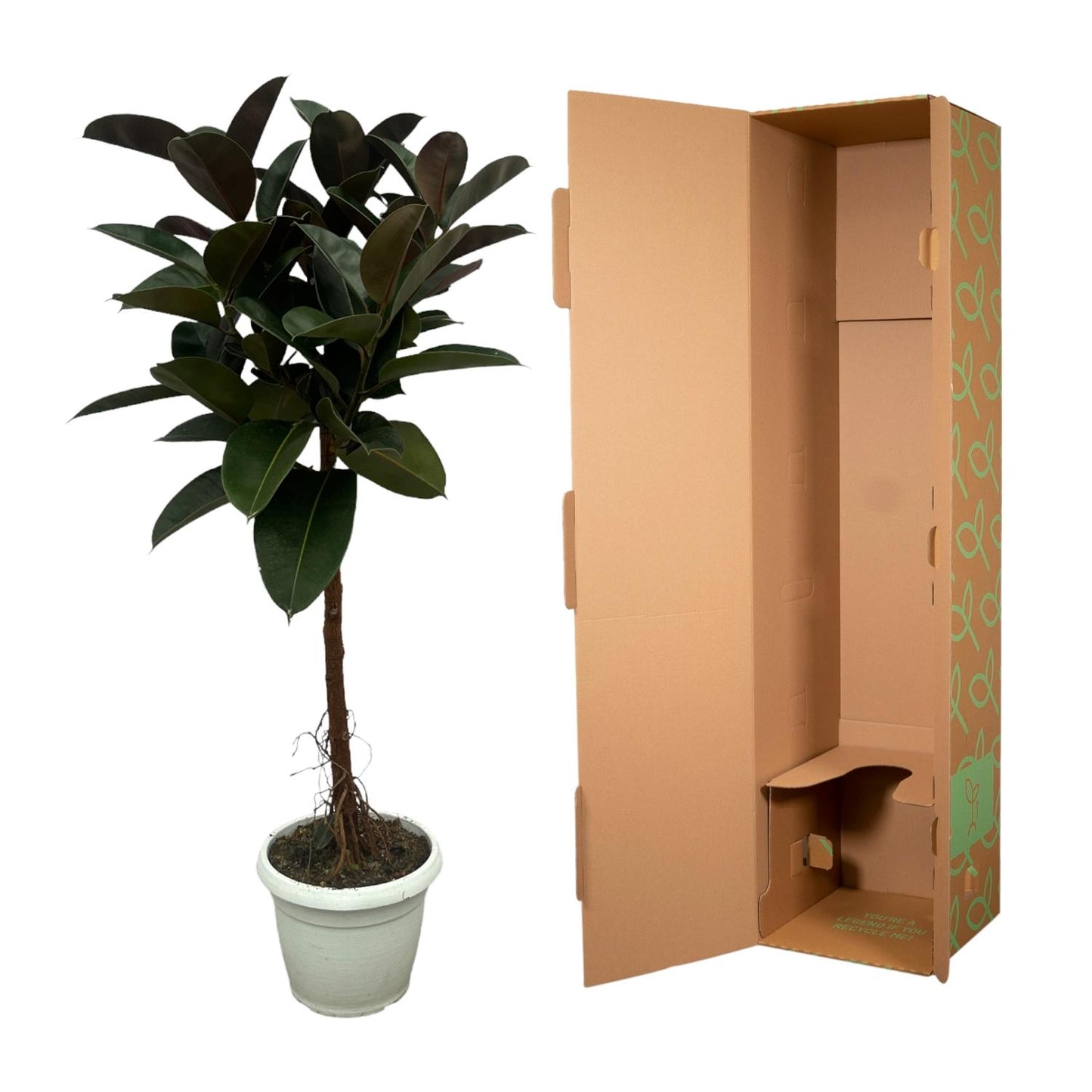 Ficus Elastica Robusta Stamm - 140 cm XXL Zimmerpflanze