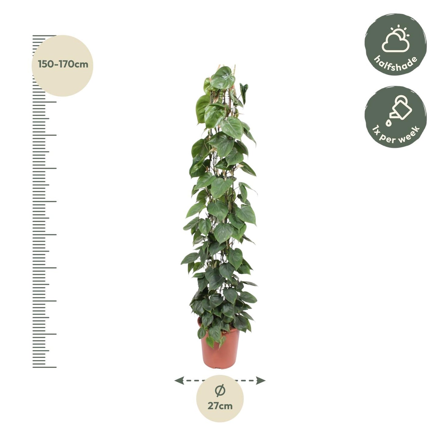 Philodendron Scandens Gaasrek – 160 cm, ø27 cm, pflegeleicht