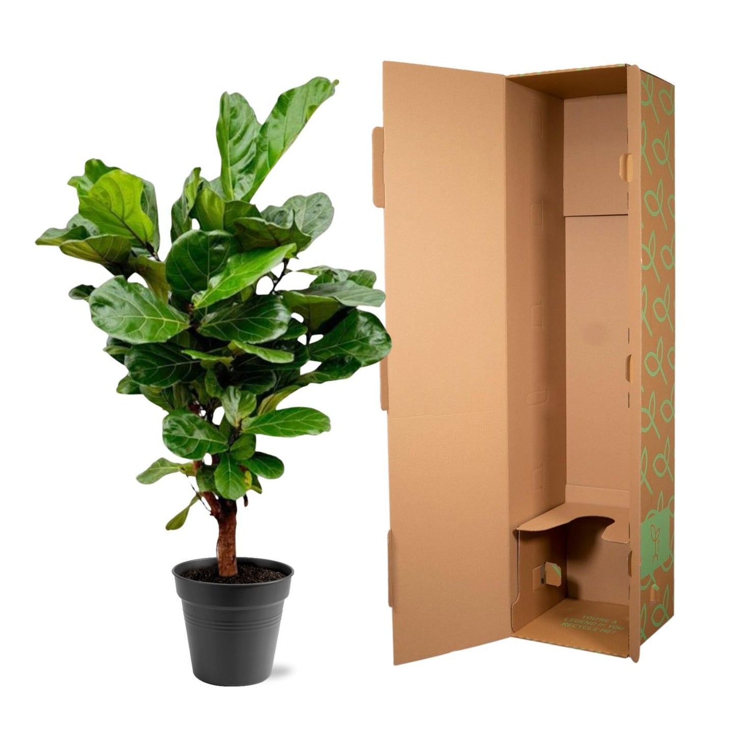 Ficus Lyrata vertakt – Geigenfeige 140-160 cm