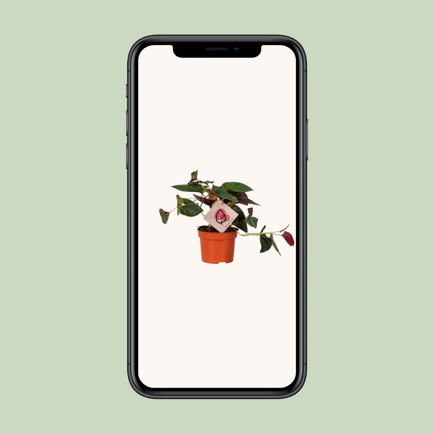 Syngonium Red Arrow – pflegeleichte Pfeilpflanze Ø12cm