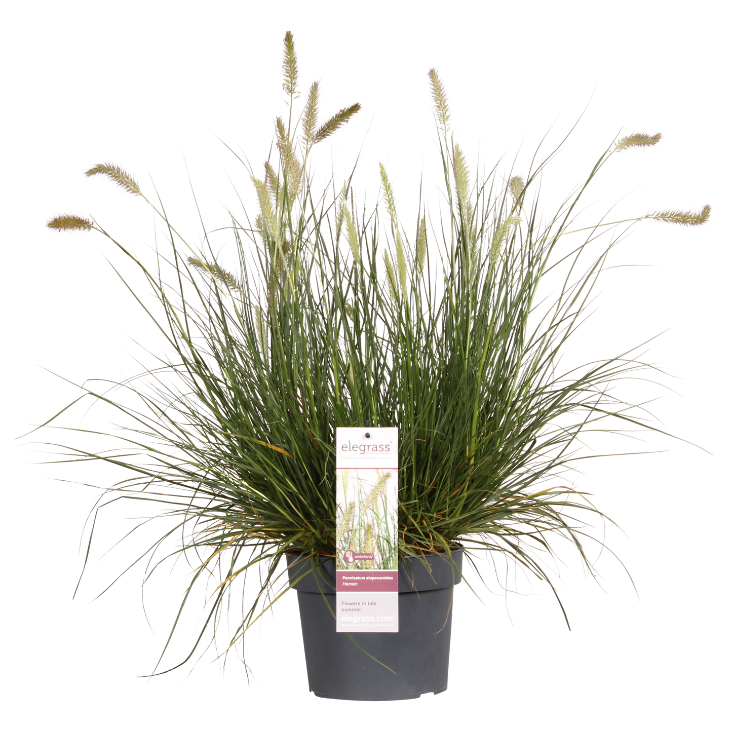 Pennisetum alopecuroides 'Hameln' – Kompaktes Lampenputzergras Ø19cm