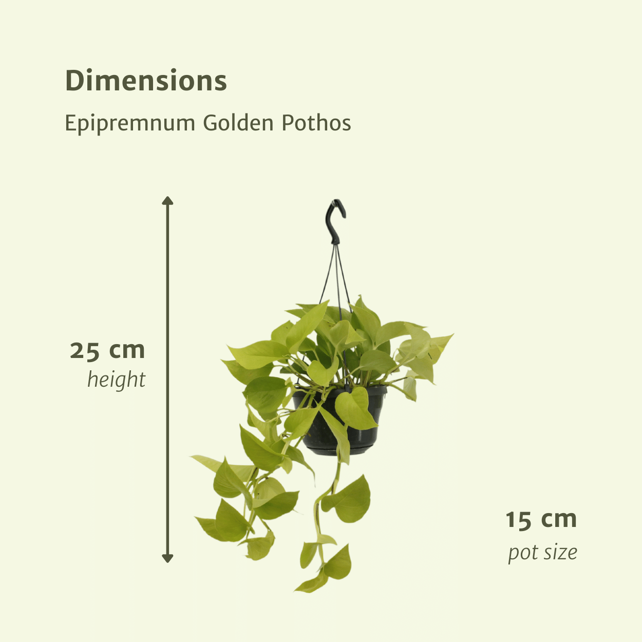 Epipremnum Golden Pothos (Scindapsus) – 2er Set Ø15cm Topf